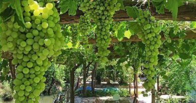 Grandfather's vineyard