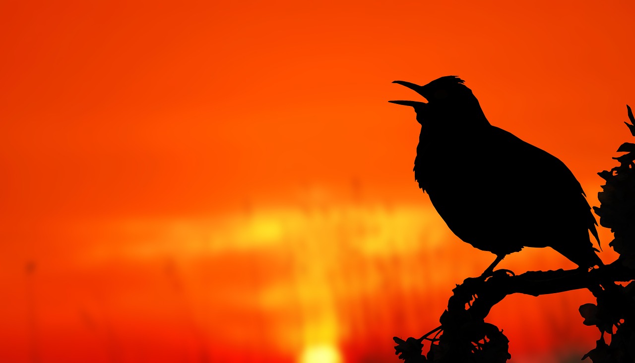 Blackbird's Morning Song