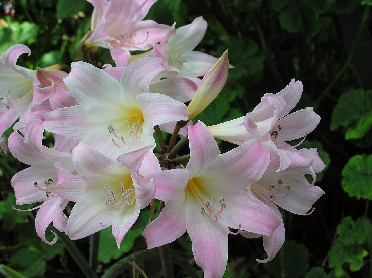 An Examination of Lilies