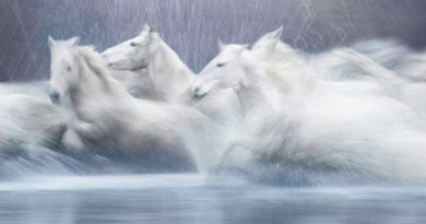 ghostly horses