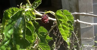 Mulberry leaf