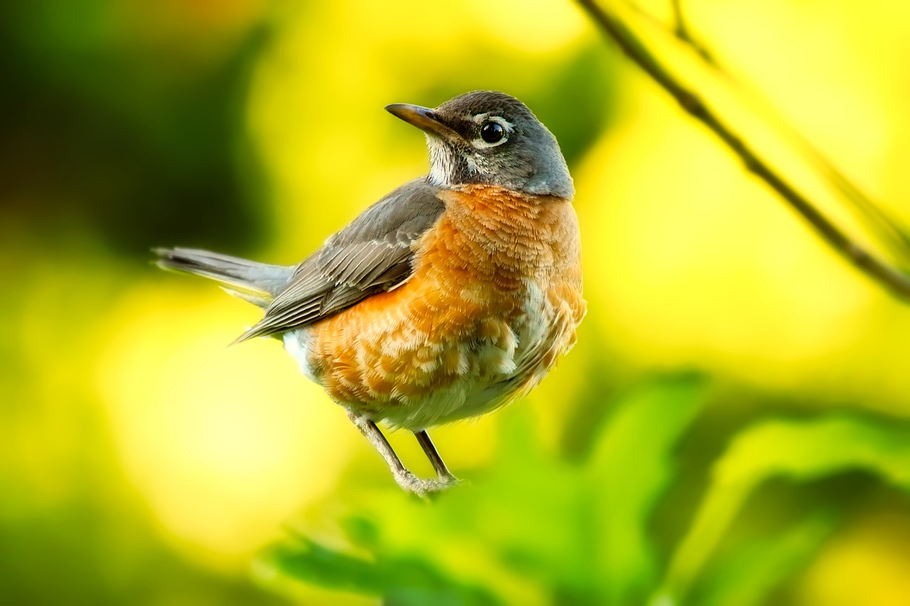 sweetly sings robin