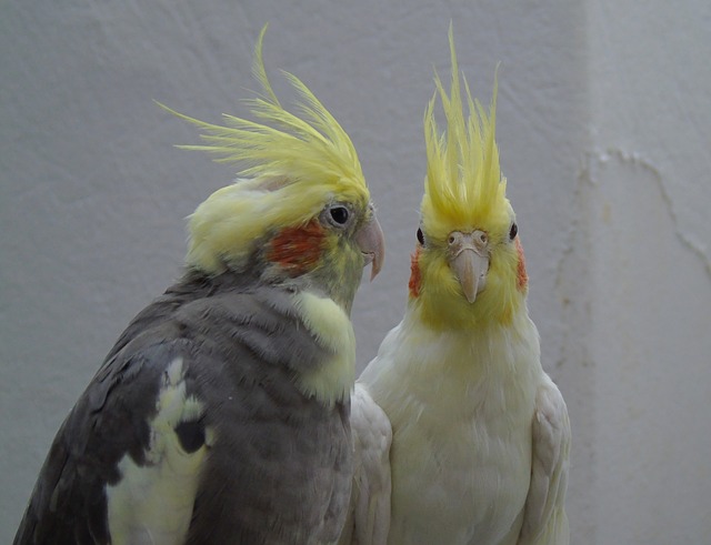 The Two Cockatoo
