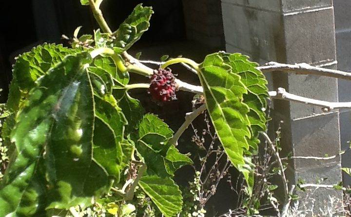 Mulberry leaf