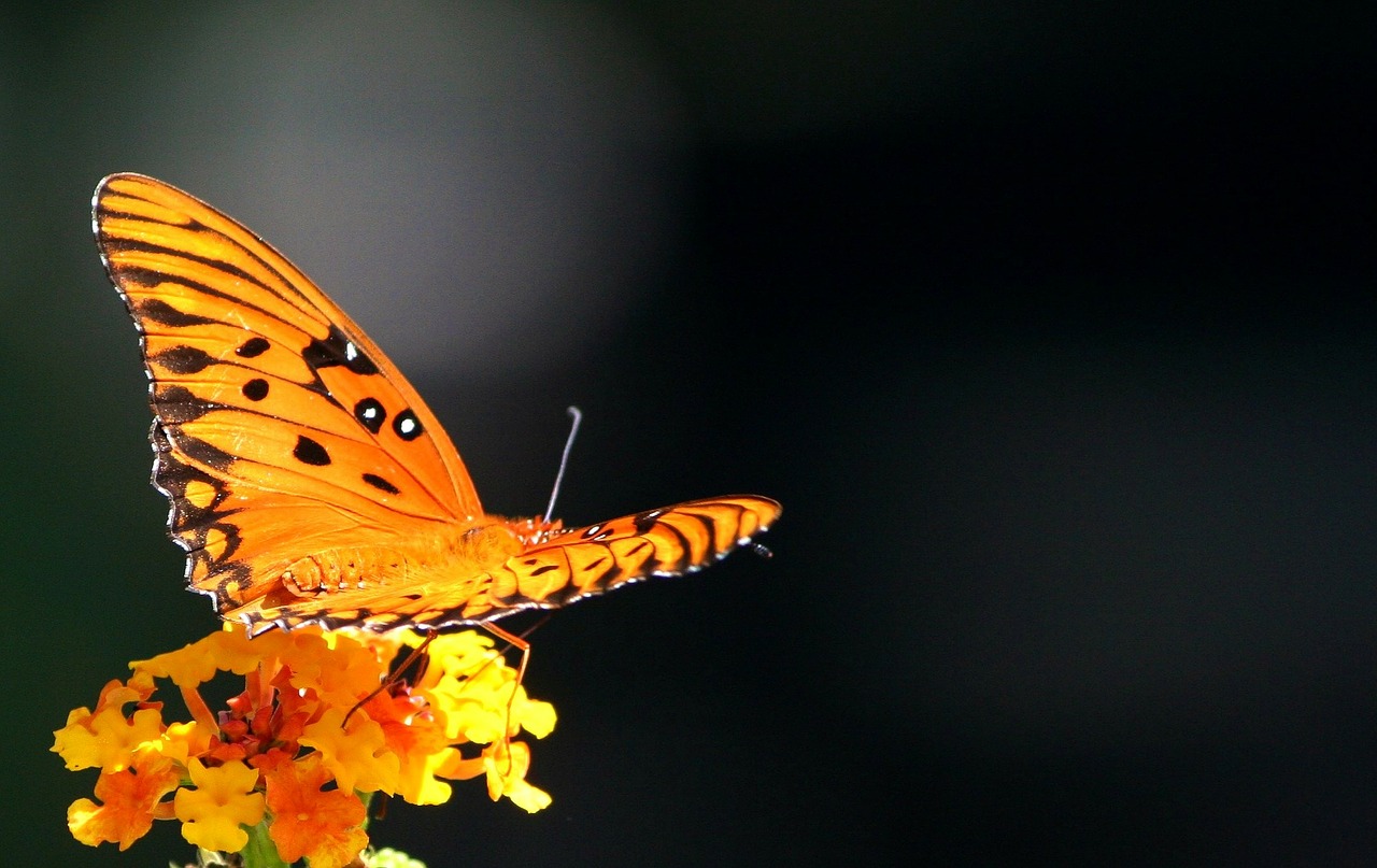 Metamorphosis…A Change from Caterpillars to Butterflies…