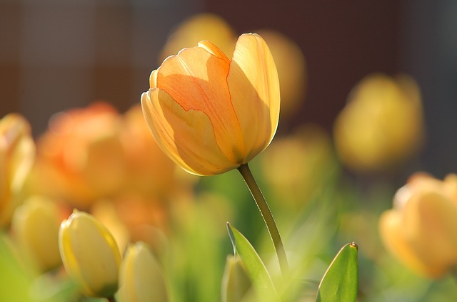 tulips grow